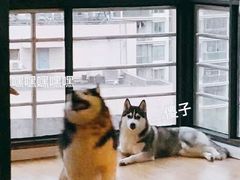 -Husky Go! 哈士奇体验馆·宠物咖啡厅狗咖