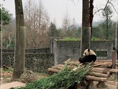 -都江堰中华大熊猫苑