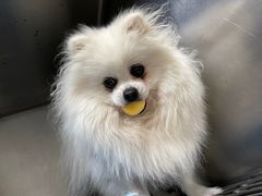 -瑞派康怡24h宠物医院·犬猫医疗中心·微创绝育(瑞景分院)