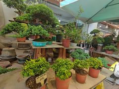 -双季花艺园艺市场(浦东店)