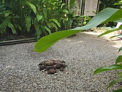 -大象粑粑造纸公园