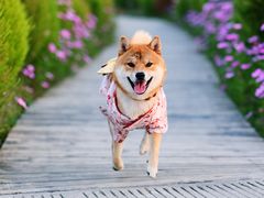 -花开海上生态园