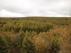 -塞罕坝国家级自然保护区