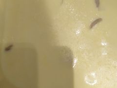 -比格比萨自助(诺亚大厦店)