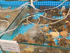 -渡海小渔村.老辈日照菜