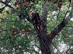 景点-成都大熊猫繁育研究基地