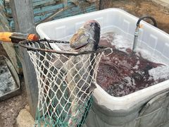 -姥家大锅台水库渔家