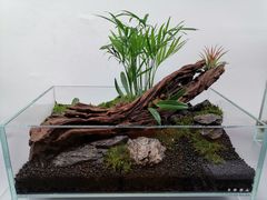 -ADA自然水景世界