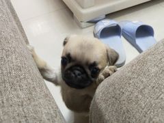 -1013 PET SHOP精品宠物商店(丁香店)