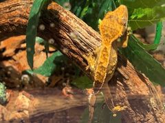 -酷以爬仙阁实体爬宠店·守宫·蜥蜴·专业繁育