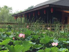 -溱湖国家湿地公园