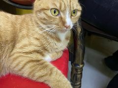 -猫咪咖啡店(新城大街店)