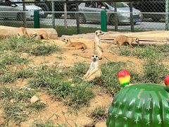 -秦皇岛野生动物园
