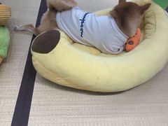 -逗柴咖啡屋·狗咖猫咖宠物桌游