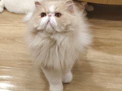 -滚猫咖啡·猫咖·猫友好撸猫(未来城店)