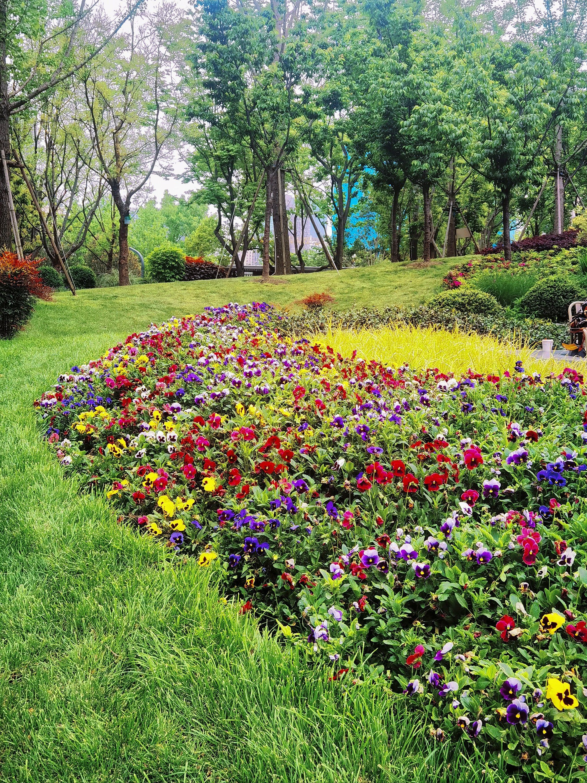 城市公园图鉴 /热闹非凡的中兴公园鲜花盛开