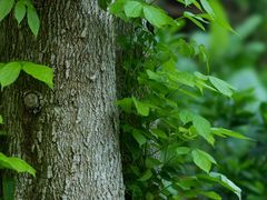 -火炉山森林公园