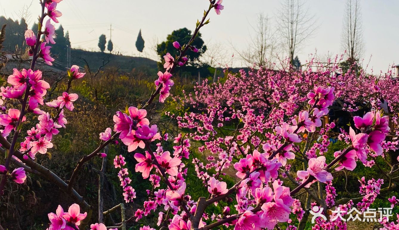 龍泉山山上看桃花,3月5日至3月14日是桃花花蕾含苞