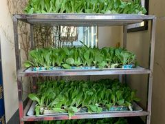 有机小白菜-福照楼汽锅鸡·云南菜(护国路店)