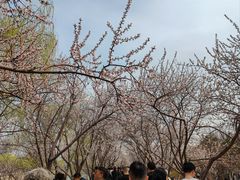 -桃花堤公园
