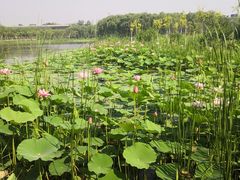 -东郊湿地公园