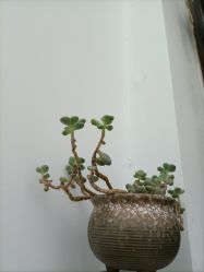 -塑吧减肥养生连锁