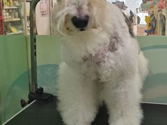 -乐琪宠物(青塔西路店)