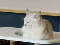 -滚猫咖啡·猫咖·猫友好撸猫(未来城店)