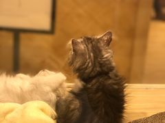 -屋虎猫馆(宝安大仟里店)