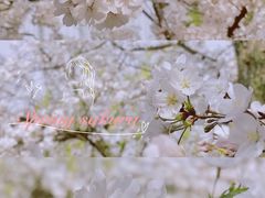 -西湖外事游船(花港观鱼码头)