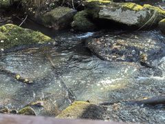 -汤旺河林海奇石景区