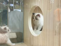 -屋虎猫馆(宝安大仟里店)