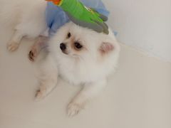 -怪兽屋·羊驼·猫咖·狗咖(俊华广场店)