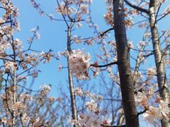 -顾村公园
