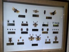 -上海昆虫博物馆