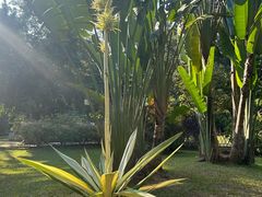 -中国科学院西双版纳热带植物园
