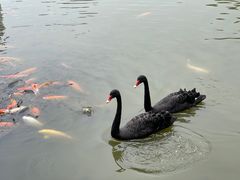 -珠海圆明新园
