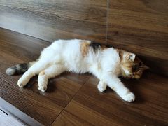 -猫岛主趣味餐厅(鼓浪屿店)