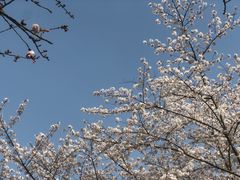 -顾村公园