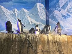 -成都浩海立方海洋公园