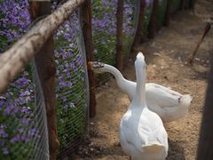 -荷兰花海