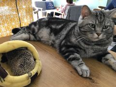 -平行世界·猫咖(首经贸店)