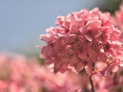 -桃花涧