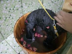 -瑞鹏宠物医院·骨科·猫科·内科(第一中心)
