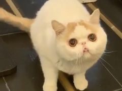 -猫大福·Fortune Cat猫舍(百子湾店)