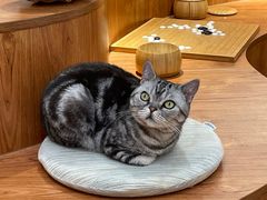 -有猫主题·治愈系猫咖(曾厝垵店)