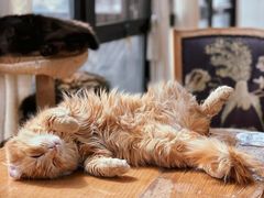 -猫小院猫主题餐厅(南锣旗舰店)