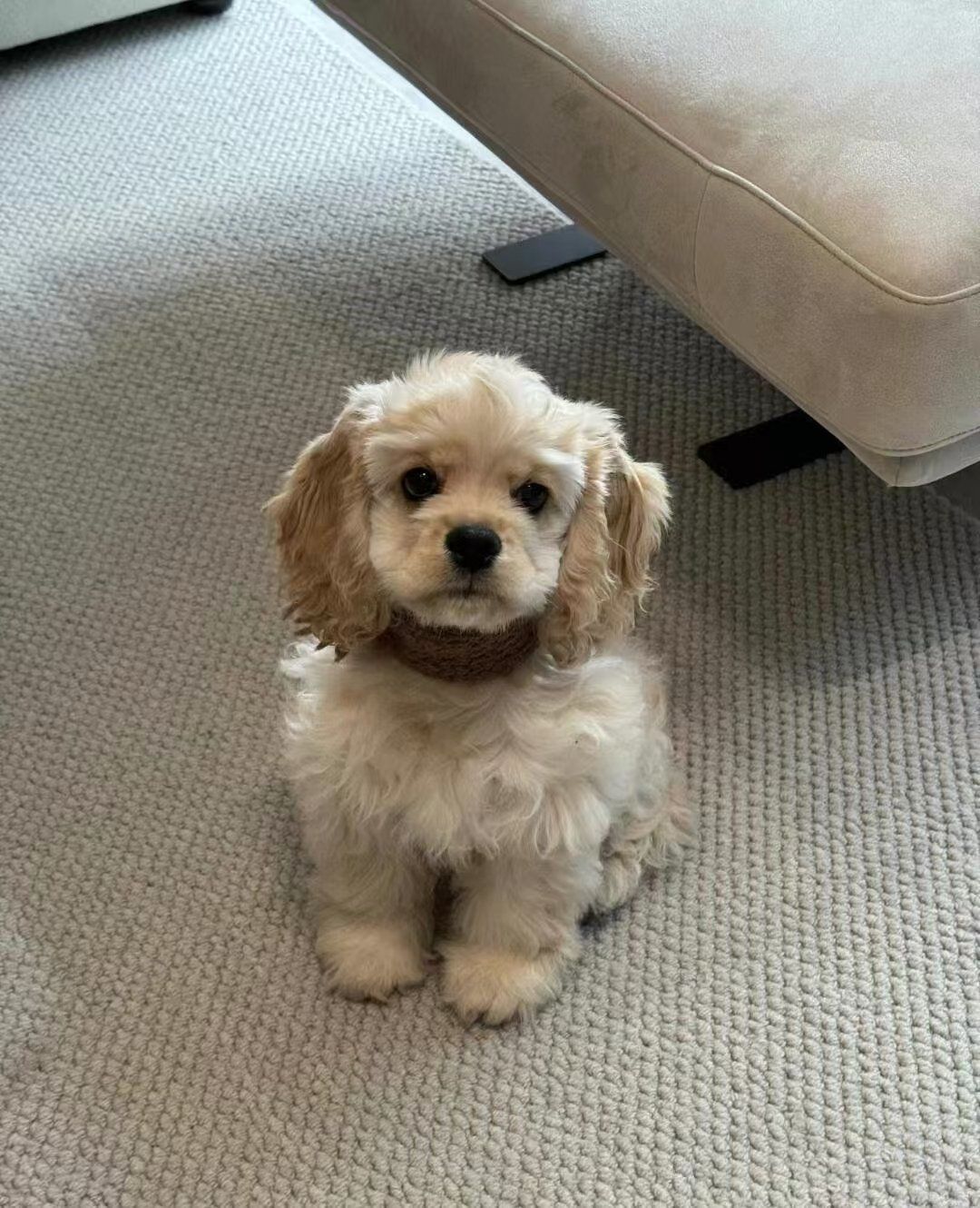 上海佰家宠旗舰店的可卡犬奇遇还有羊驼