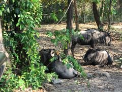 -清迈夜间动物园