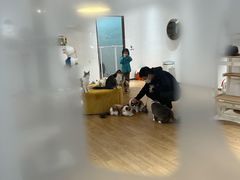 -1013 PET SHOP精品宠物商店(丁香店)